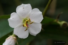 Osbeckia nepalensis var. albiflora